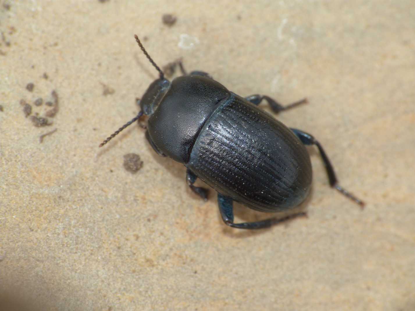 Piccolo coleottero nero: Pedinus meridianus (Tenebrionidae)